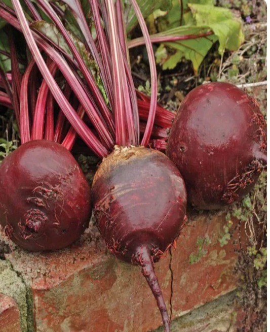Beets | Red Ace | Seeds