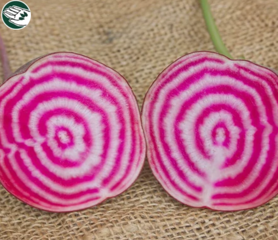 Seeds | Beets Chiogga Certified Organic