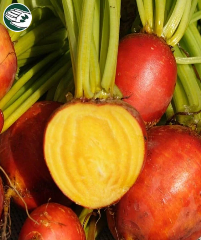 Beets | Touchstone Gold | Seeds