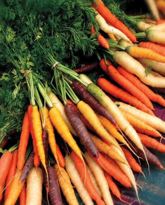 Seeds | Carrots Rainbow Blend