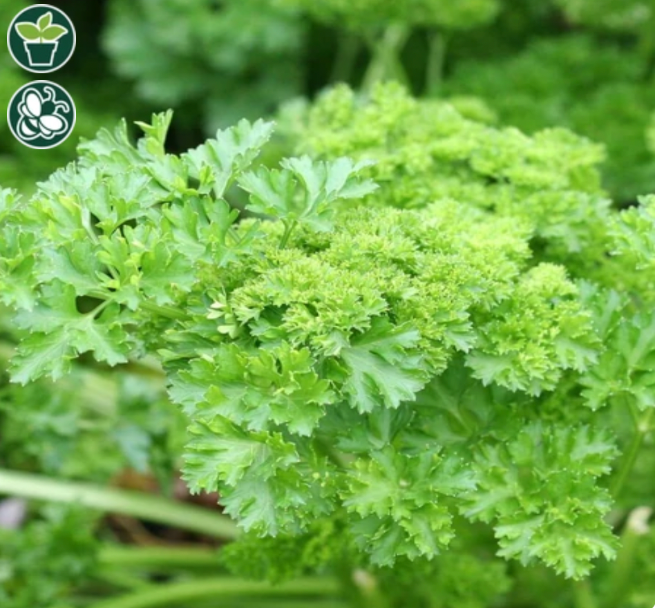 Parsley | Forest Green| Seeds