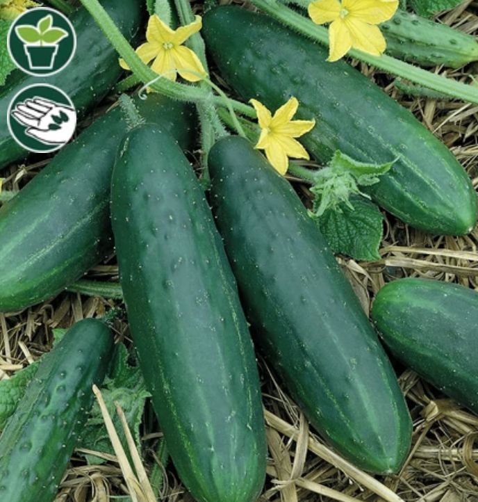 Seeds | Cucumbers Spacemaster