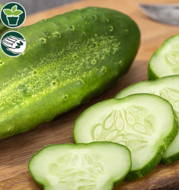Seeds | Cucumbers Spacemaster