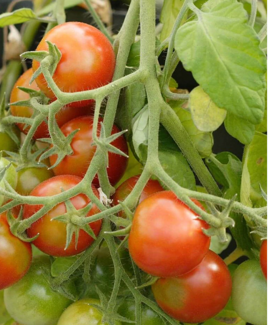 Tomatoes | Tumbler Cherry | Seeds