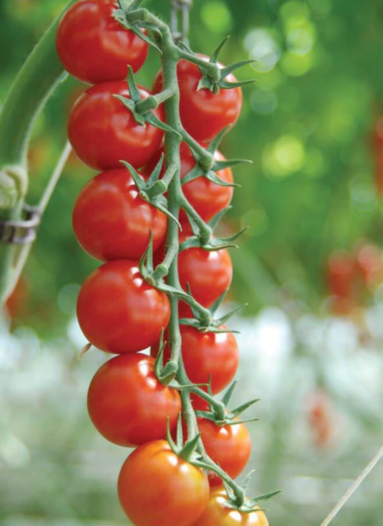 Tomatoes | Sakura Cherry Certified Organic | Seeds