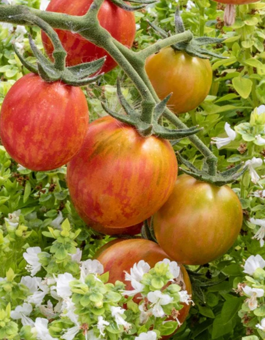 Seeds | Tomatoes Pink Bumble Bee Certified Organic