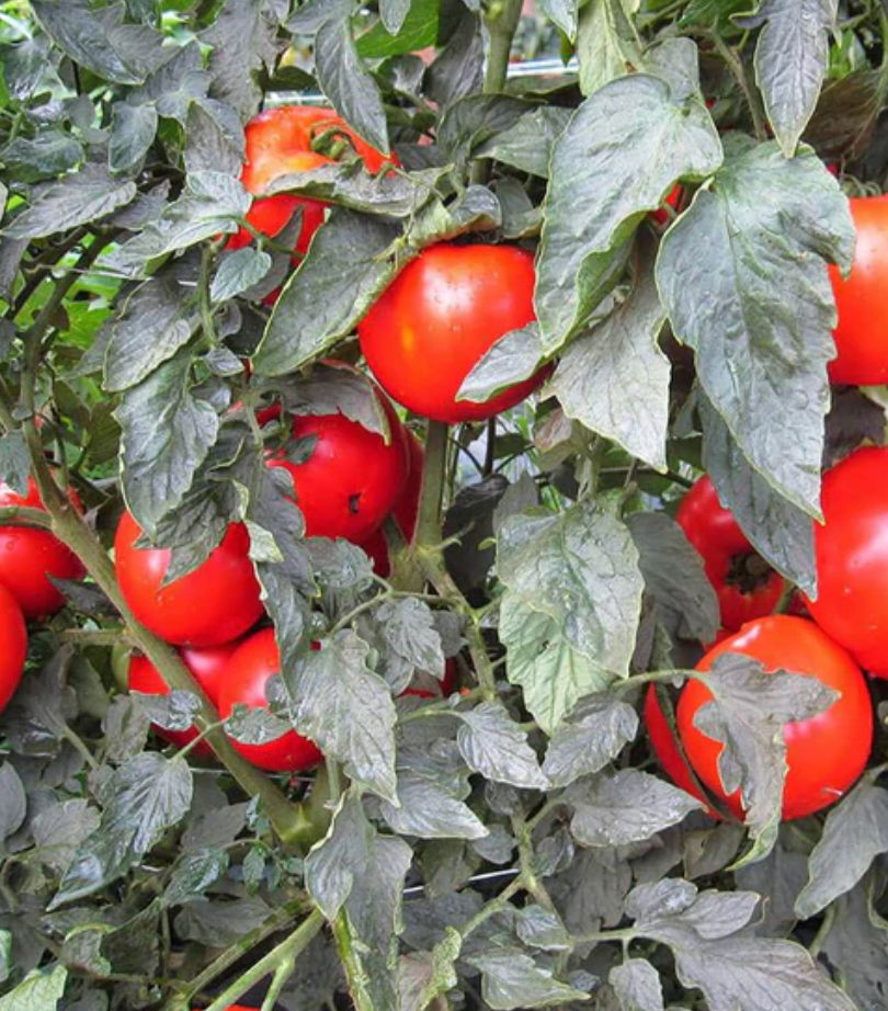 Tomatoes | Mountain Merit | Seeds