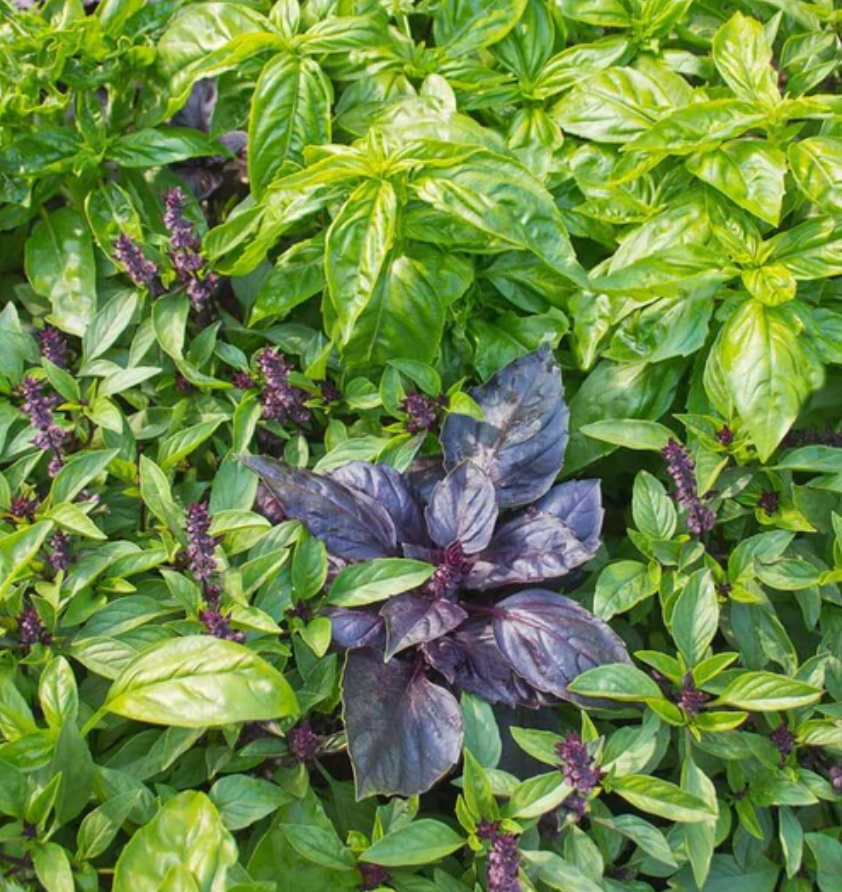 Basil | Kitchen Blend | Seeds