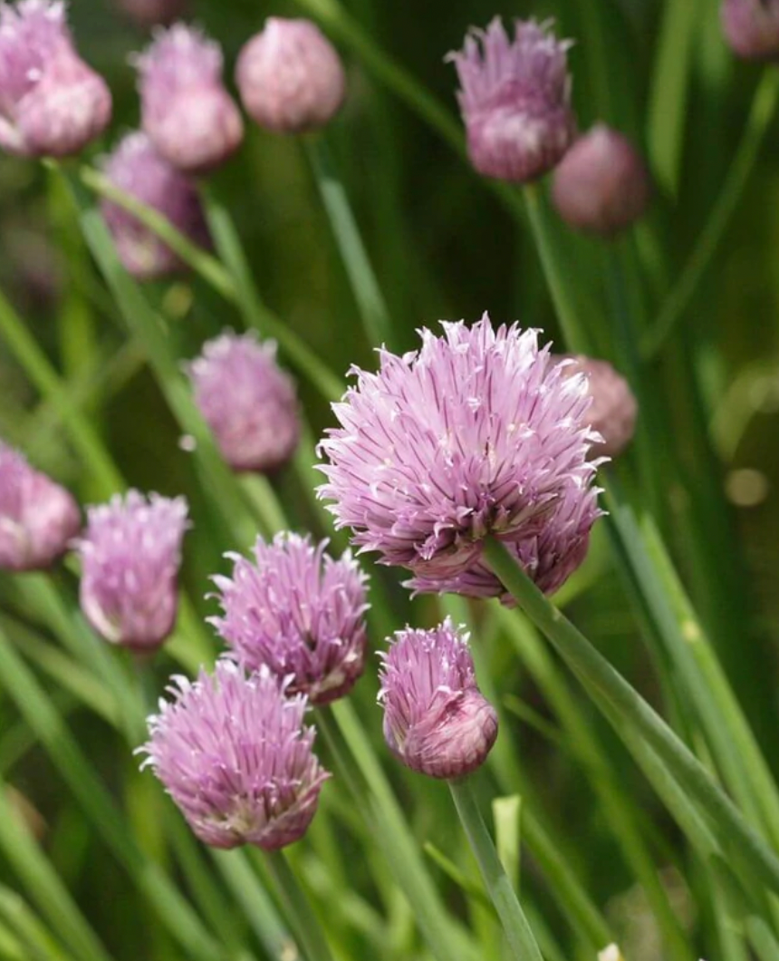 Chives | Seeds