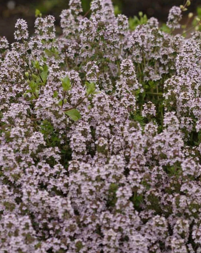 Seeds | Thyme English