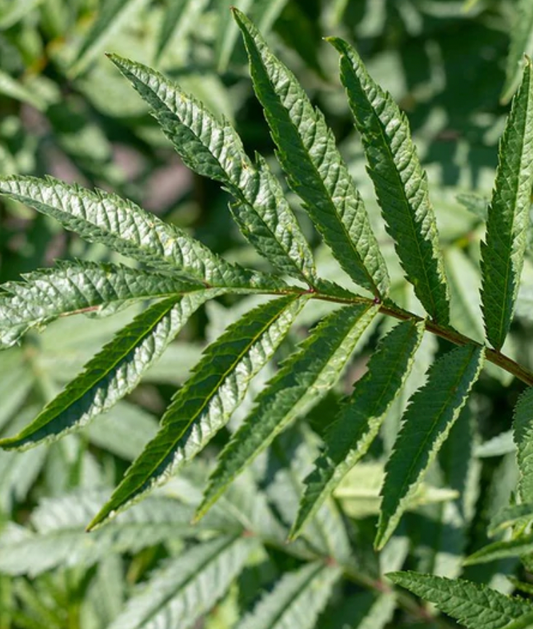 Seeds | Mint Peruvian Black Mint Huacatay
