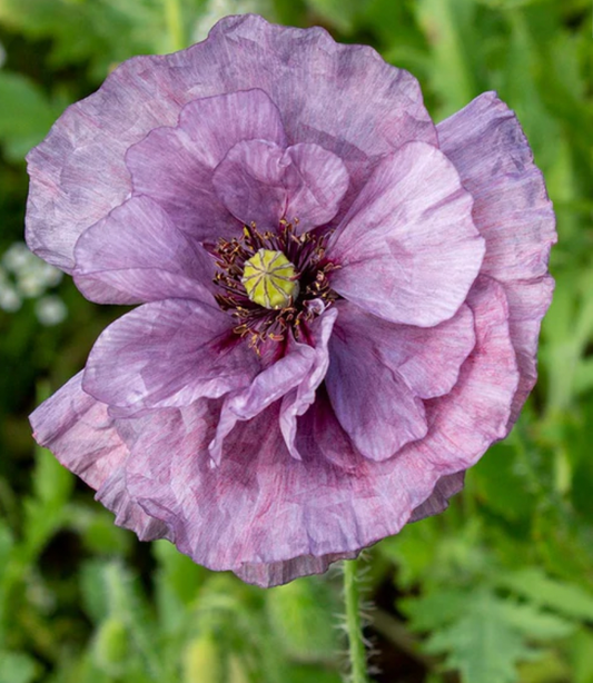 Poppies | Amazing Grey | Seeds