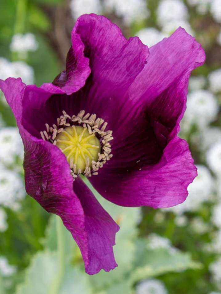Poppies | Hungarian Blue | Seeds