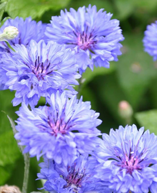 Seeds | Cornflower Centaurea Blue Boy