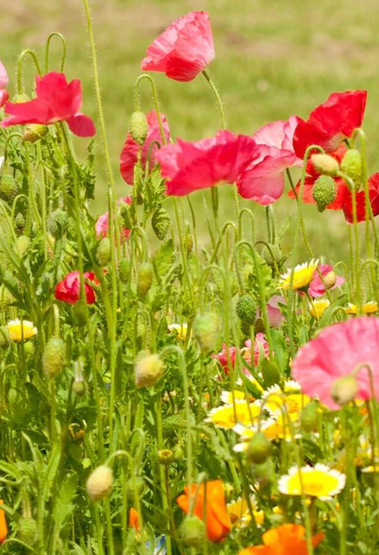 Wildflowers | Bee Garden Blend| Seeds
