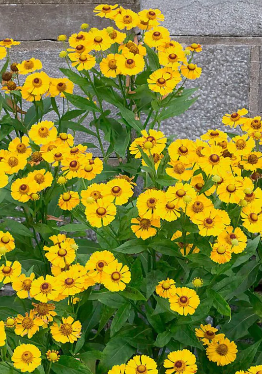 Seeds | Helenium  Autumn Sneezeweed