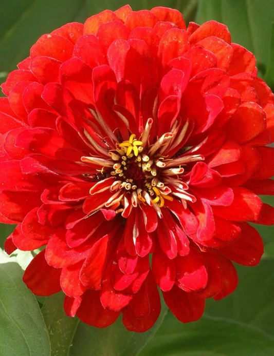 Zinnias | Cherry Queen | Seeds