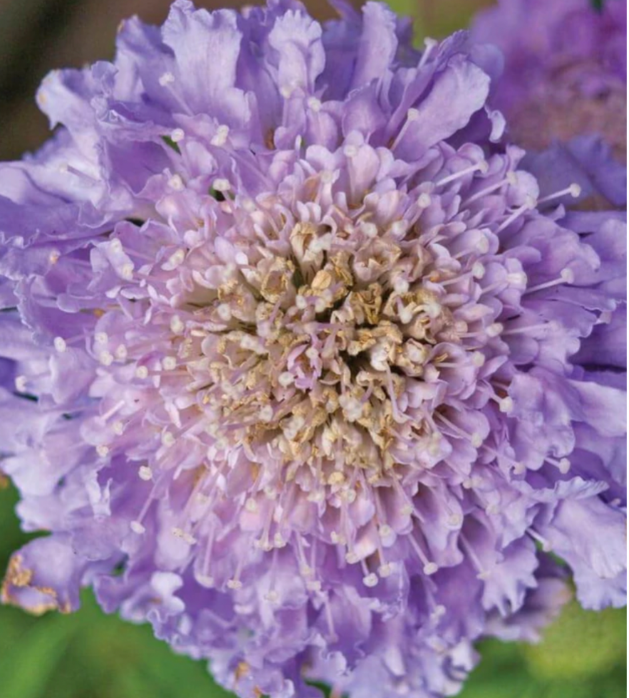 Seeds | Scabiosa Imperial Mix