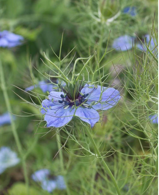 Seeds| Persian Jewel Nigella