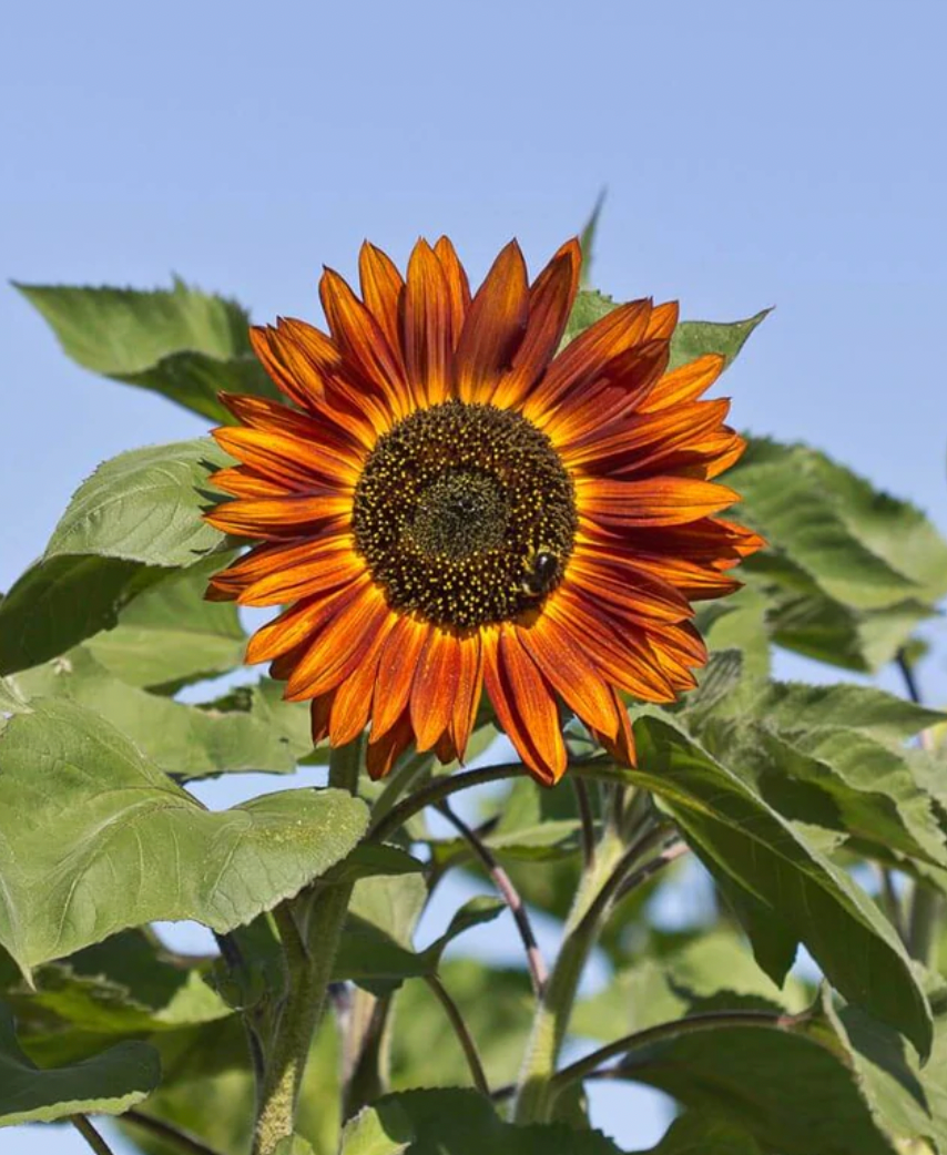 Sunflowers | Velvet Queen | Seeds