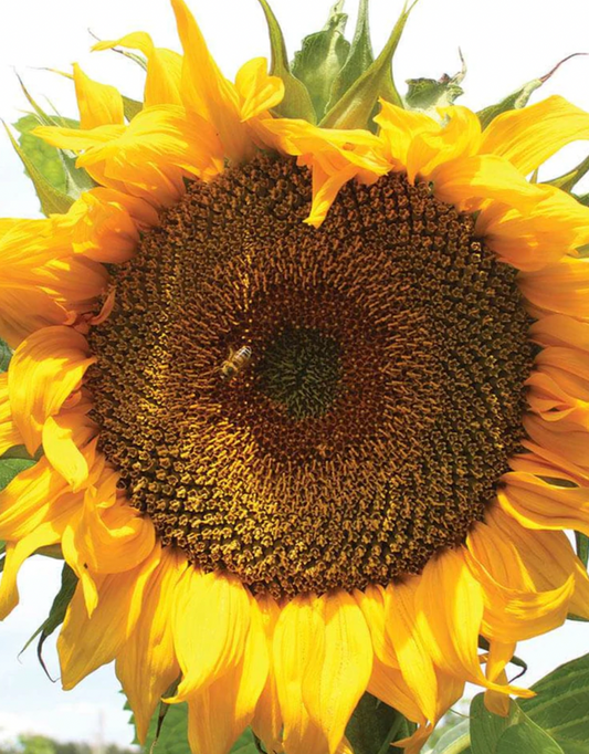 Sunflowers | Taiyo Certified Organic | Seeds