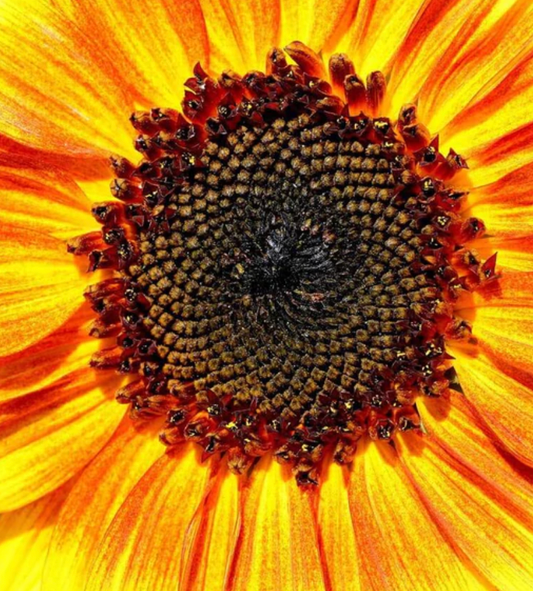 Seeds | Sunflowers Music Box