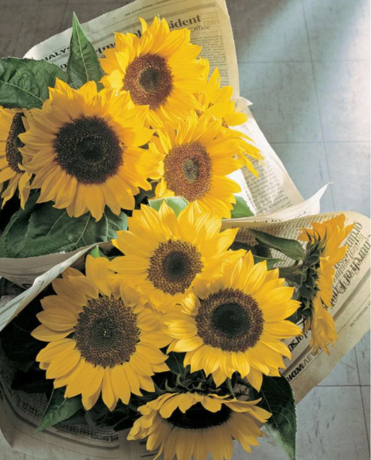 Seeds | Sunflowers Sunrich Lemon