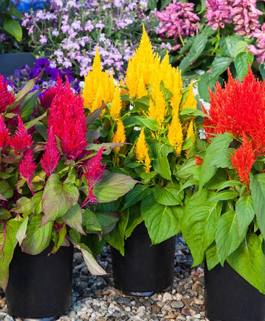 Celosia| Bright Sparks | Seeds
