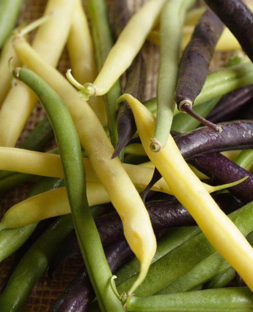 Beans | Tricolour Blend | Seeds