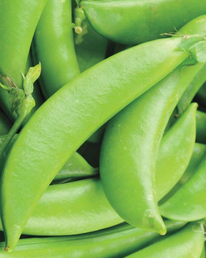 Seeds | Peas Sugar Ann