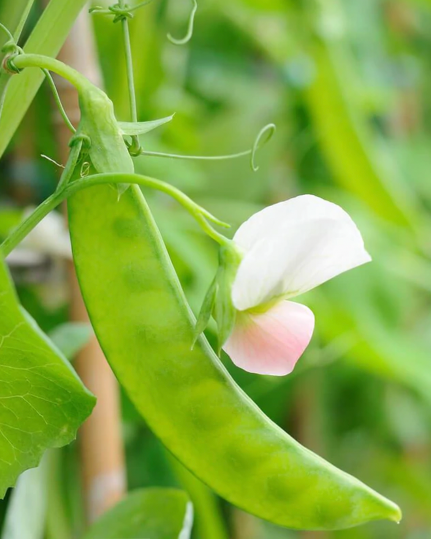 Peas | Sugar Lace 2 | Seeds