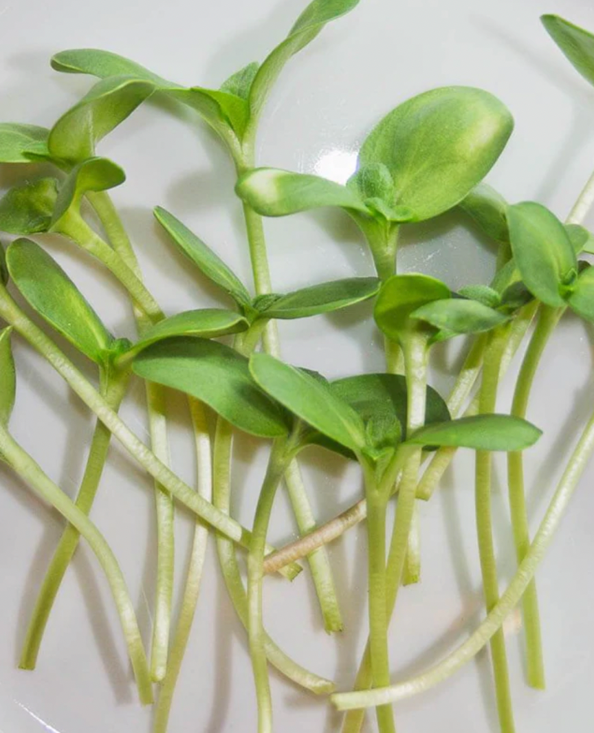 Microgreen Seeds |  Sunflower
