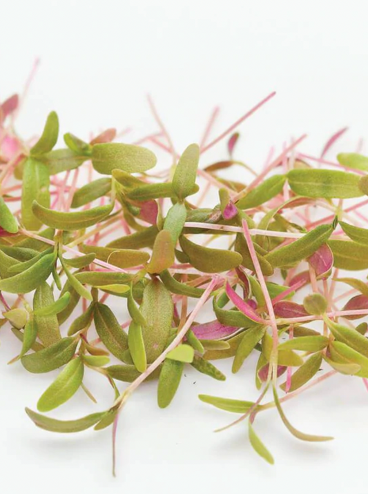 Microgreens | Amaranth | Seeds