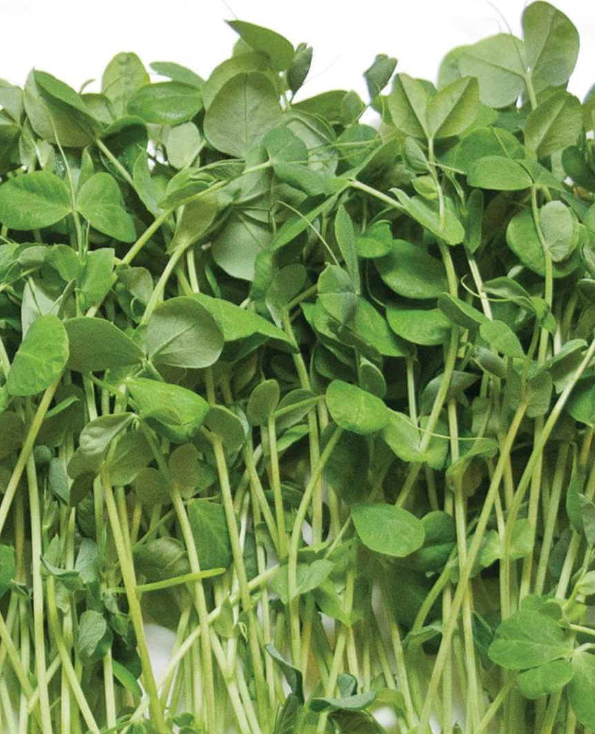 Microgreens |Peas | Seeds