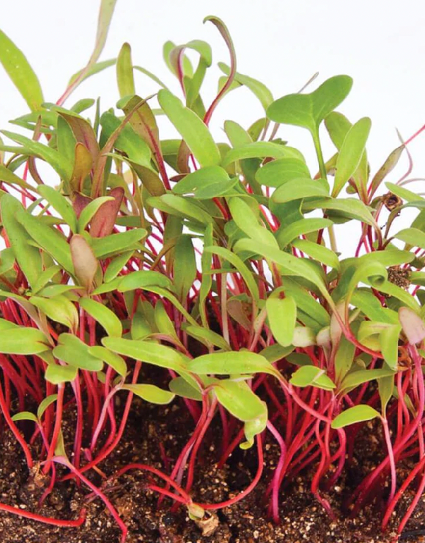Microgreens | Swiss chard | Seeds