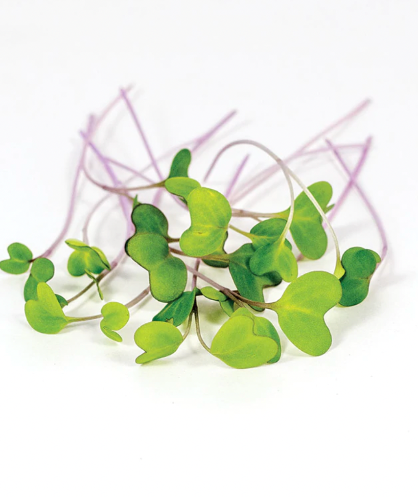 Microgreen | Kohlrabi Purple Vienna | Seeds