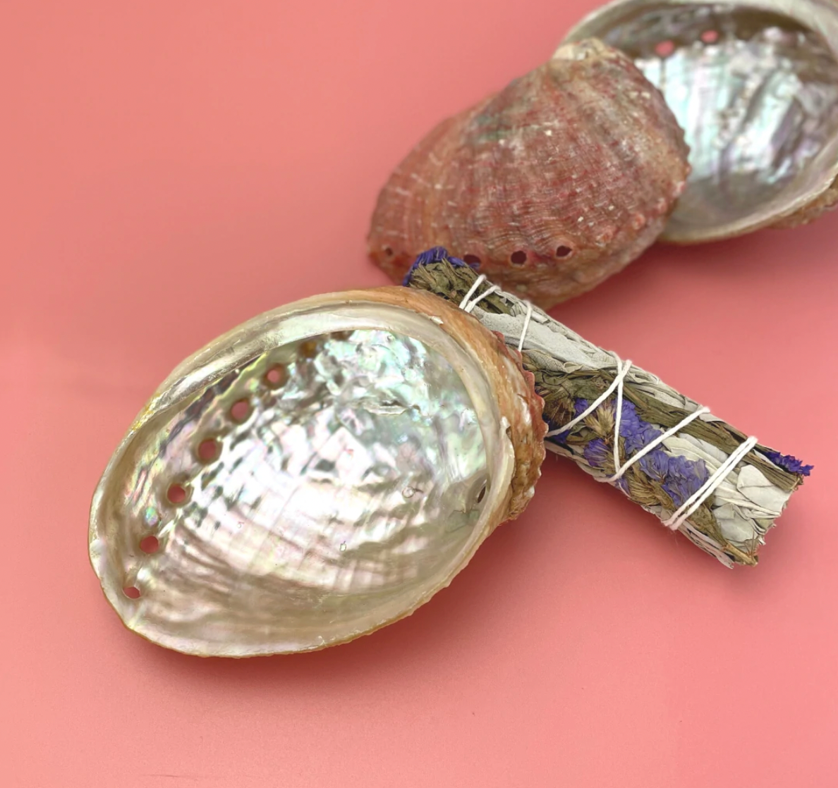 Abalone Sea Shell