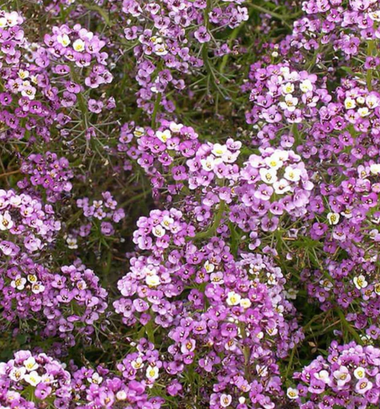 Seeds | Alyssum Dwarf Purple