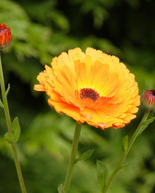 Seeds | Calendula Indian Prince