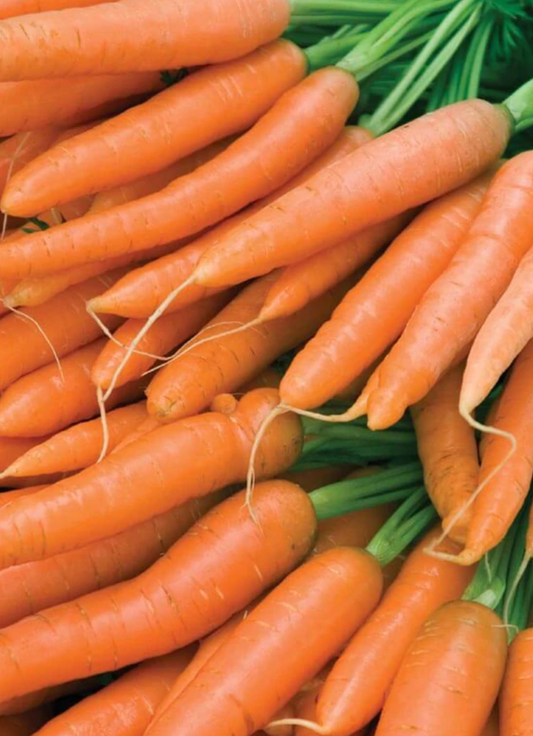 Carrots | Flyaway | Seeds