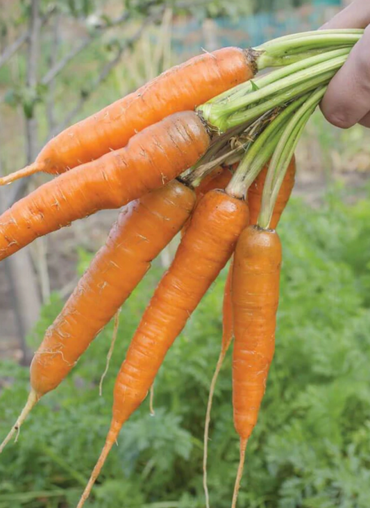 Seeds | Carrots  Volcano
