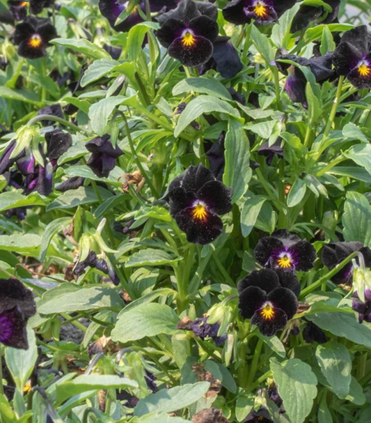 Seeds | Pansies & Violas Back to Black