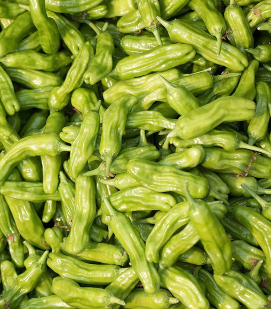 Seeds | Peppers Shishito
