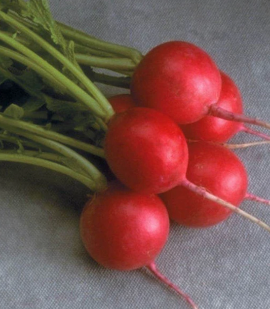 Radish | Cherriette | Seeds