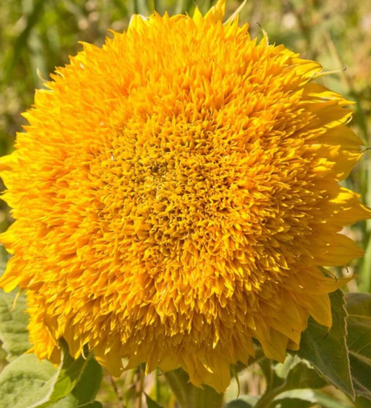 Sunflowers | Teddy Bear | Seeds