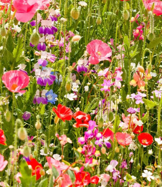 Wildflowers | Partial Shade Mix | Seeds