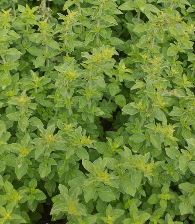 Oregano | Greek | Seeds