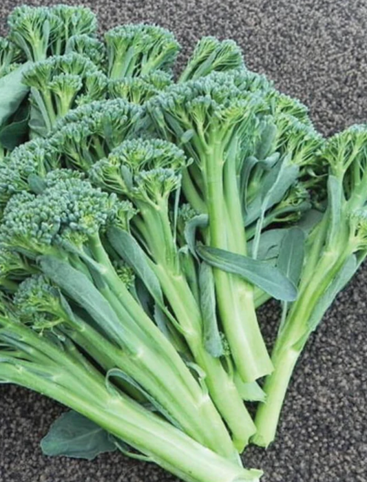 Broccoli | Atlantis Brokali | Seeds
