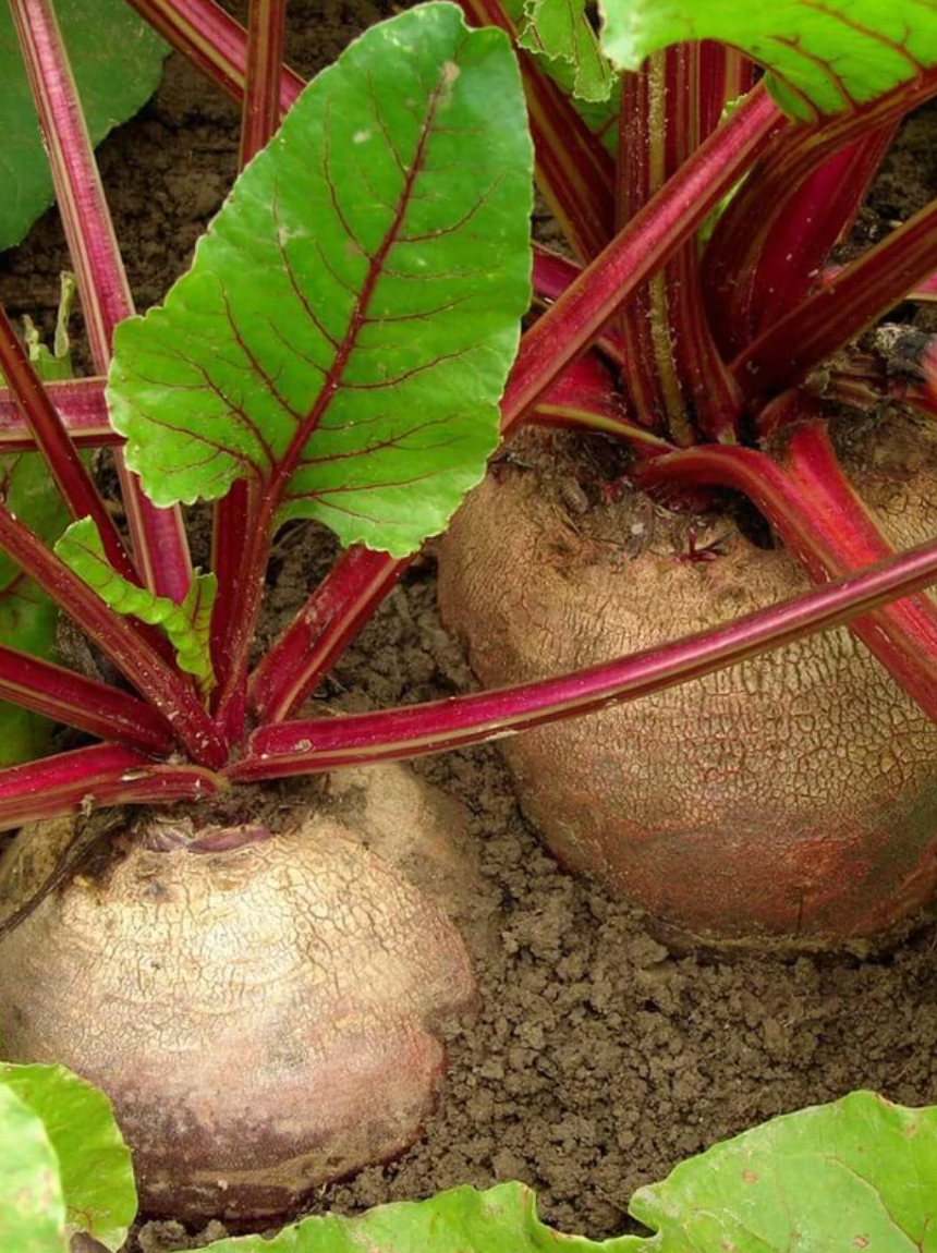 Beets | Winterkeeper | Seeds