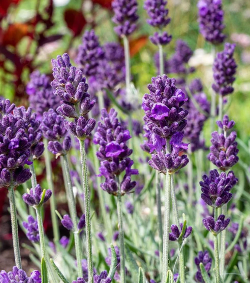 Seeds | Lavender Lavaance Deep Purple